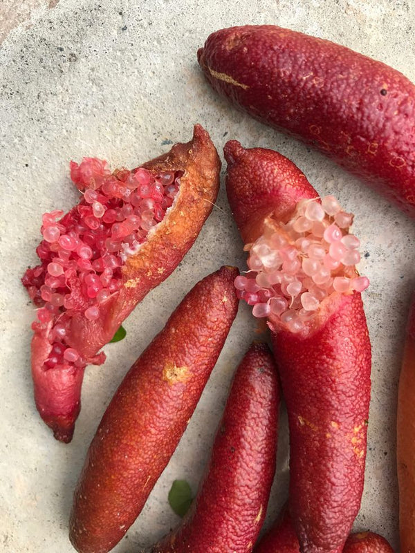 Australian Native Finger Lime