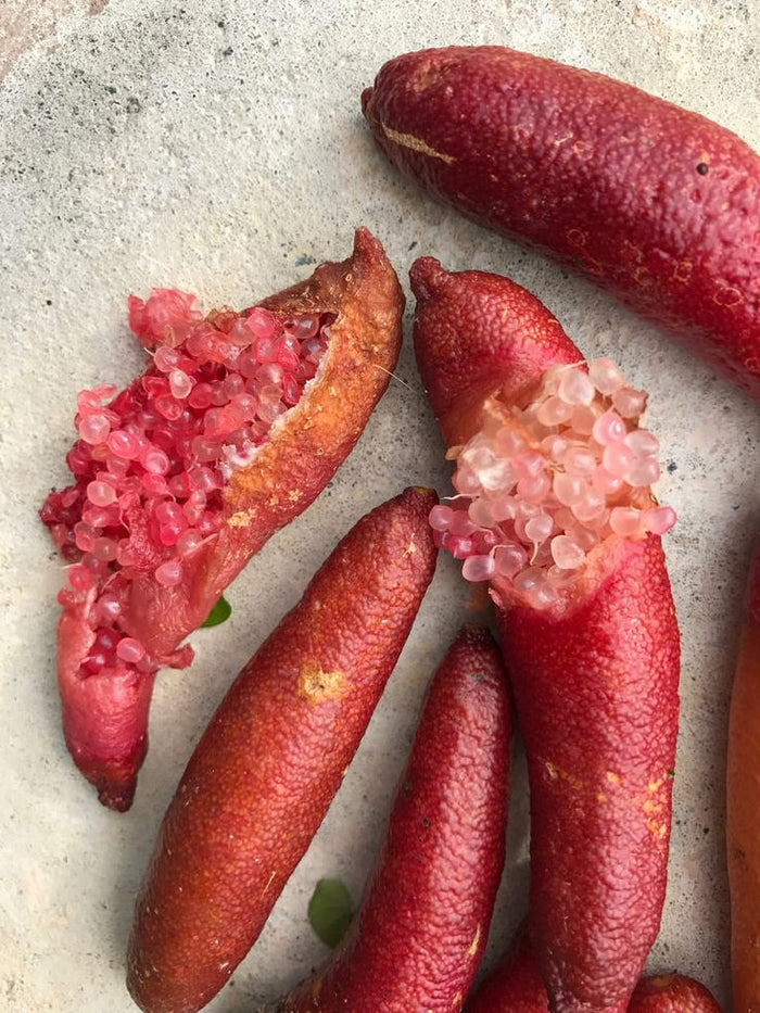 Australian Native Finger Lime